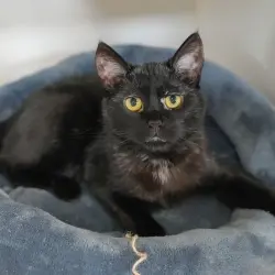 Photo of Nubbs