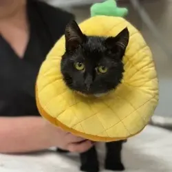Photo of Nubbs
