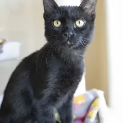 Photo of Nyla