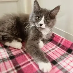 Photo of Oliver
