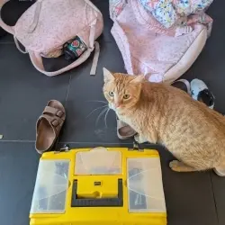 Photo of Tiger Finn and Ginger Cat