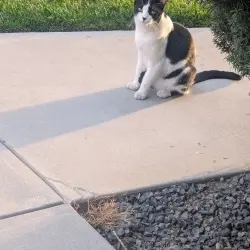 Photo of Black and white cat with a black nose 