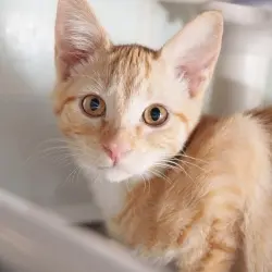 Photo of Peachy