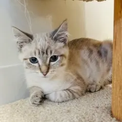 Photo of Pebble