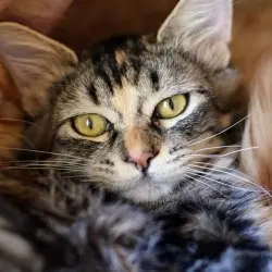 Photo of Pennie