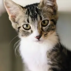 Photo of Pipper