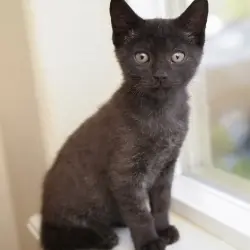 Photo of Pippin