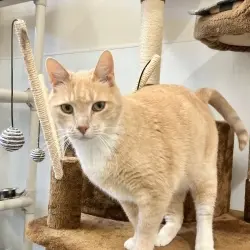 Photo of Poncho
