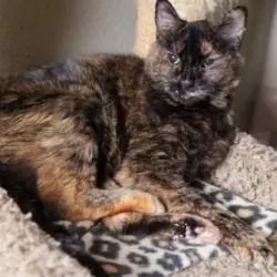 Photo of Priscilla