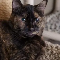 Photo of Priscilla