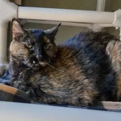 Photo of Priscilla