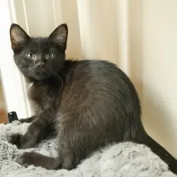 Photo of Raisin