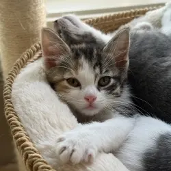 Photo of Ramona