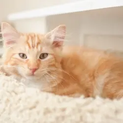 Photo of Redd