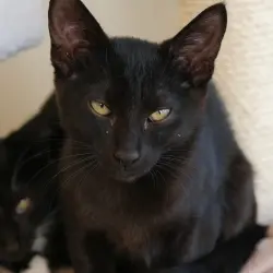 Photo of Roxi