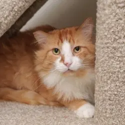 Photo of Rusty