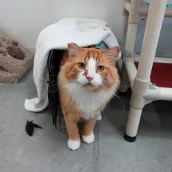 Photo of Rusty