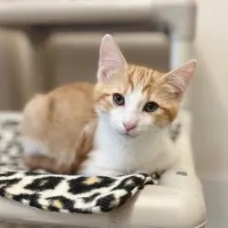 Photo of Saffron