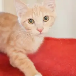 Photo of Sahara