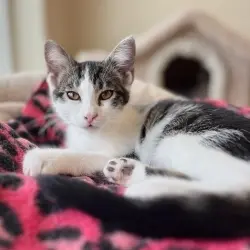 Photo of Sassy