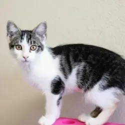 Photo of Sassy