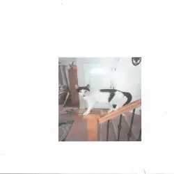 Photo of MILKDUD