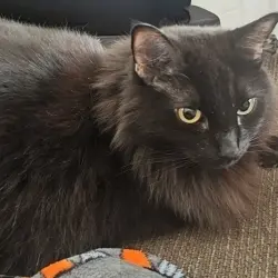 Photo of Johnny cat 