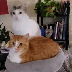 Photo of Marigold and Misty 