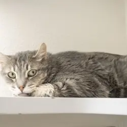 Photo of Slim Pickens