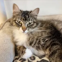 Photo of Socks