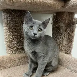 Photo of Sox