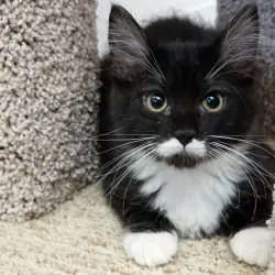 Photo of Stachia