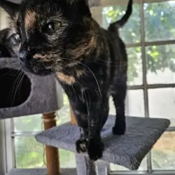 Photo of Stella