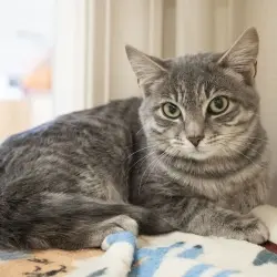 Photo of Sundae