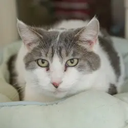Photo of Sweetie