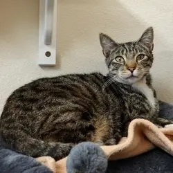 Photo of Tabby