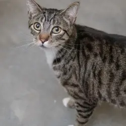 Photo of Tabby