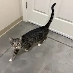Photo of Tabby