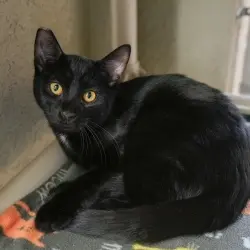 Photo of Talon