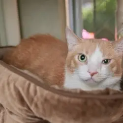 Photo of Tank