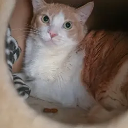Photo of Tank
