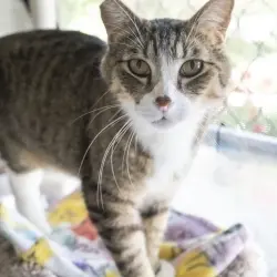 Photo of Thomas