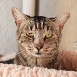 Photo of Triscuit