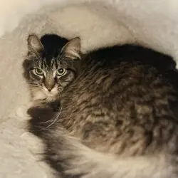 Photo of Tuffy