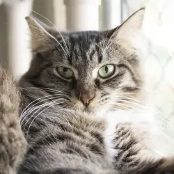 Photo of Tuffy