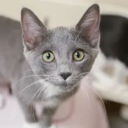 Photo of Viola