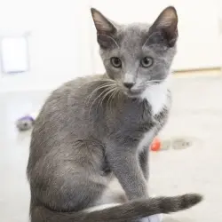 Photo of Viola