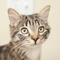 Photo of Ziggy