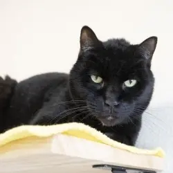 Photo of Zorro
