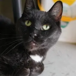 Photo of Zorro